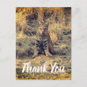 Niedlich Young Bobcat Danke Postkarte (Vorderseite)