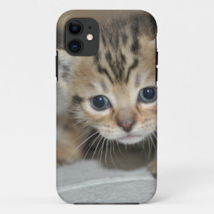 Niedlich Young Kitten iPhone 11 Hülle