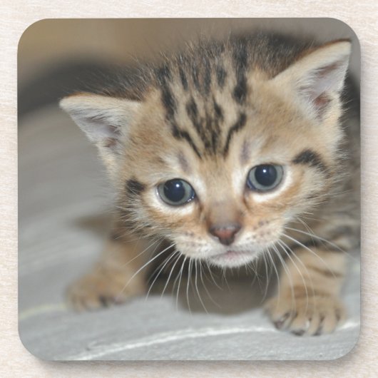 Niedlich Young Kitten Getränkeuntersetzer (Vorderseite)