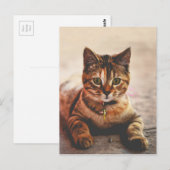 Niedlich Young Tabby Cat Kitten Kitty Pet Postkarte (Vorne/Hinten)