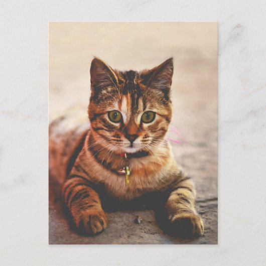 Niedlich Young Tabby Cat Kitten Kitty Pet Postkarte (Vorderseite)