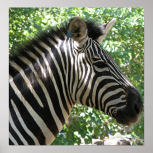 Niedlich Zebra Poster