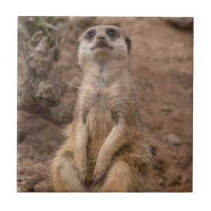 Niedliche afrikanische Meerkat-Wildtiere Fliese