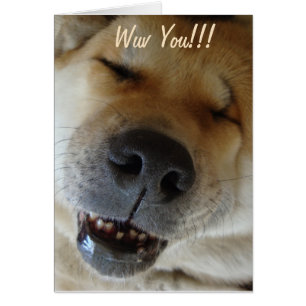 niedliche akita lächelnd lustige Hunde Liebe