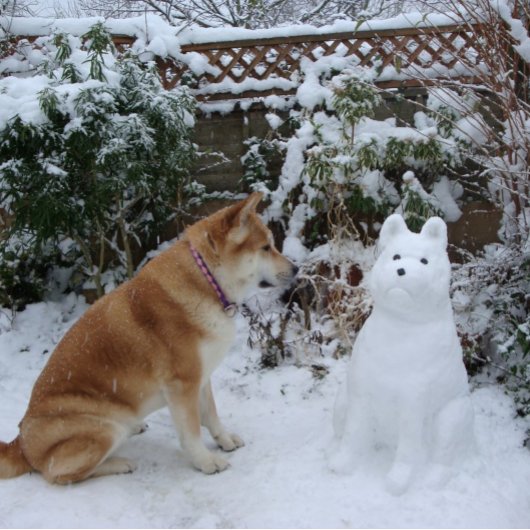 niedliche akita sitzend im Schnee mit Schneehund F Postkarte