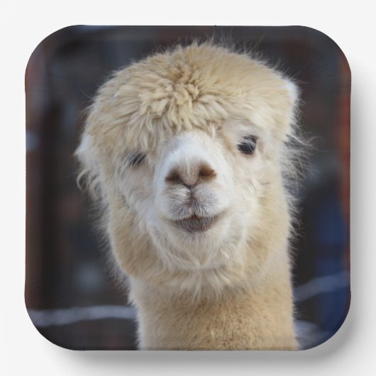 Niedliche Alpaca-Oberfläche Pappteller (Vorderseite)