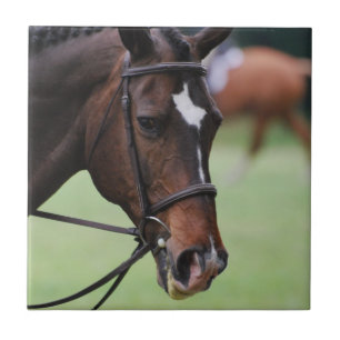 Niedliche arabische Pferdefliese Fliese