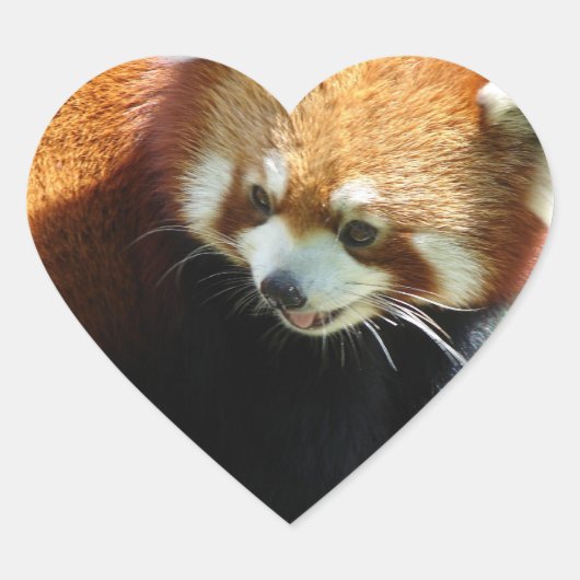 Niedliche Aufkleber für Rote Panda (Vorderseite)