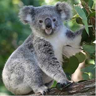 Niedliche australische Koala Fotoskulptur Schlüsselanhänger