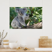 Niedliche australische Koala Poster (Küche)