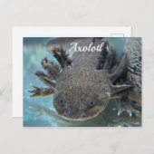 Niedliche Axolotl Postkarte (Vorne/Hinten)