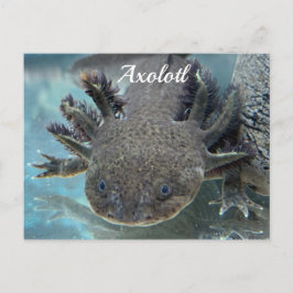 Niedliche Axolotl Postkarte