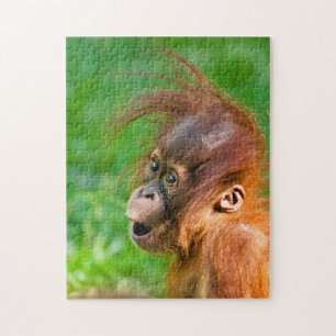 Niedliche Baby-Orang-Utan schaut sich im Staunen a Puzzle