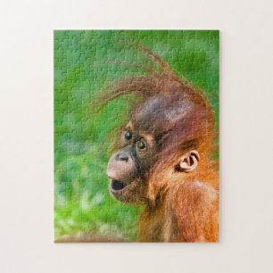 Niedliche Baby-Orang-Utan schaut sich im Staunen a Puzzle