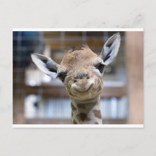 niedliche Babygiraffe Postkarte (Vorderseite)