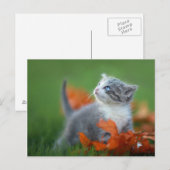Niedliche Babykätzchen spielen draußen im Gras Postkarte (Vorne/Hinten)