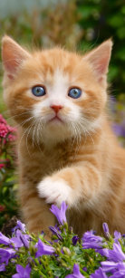 Babykatze Geschenke Zazzle De