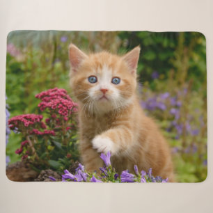 Niedliche Babykatzenkatze Katze Playing Animal Fot Sherpadecke