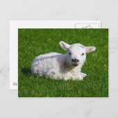 Niedliche Babyschafe im Gras liegen Postkarte (Vorne/Hinten)