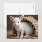 Niedliche Babytiere, Postüberquerung Postkarte (Vorne/Hinten)