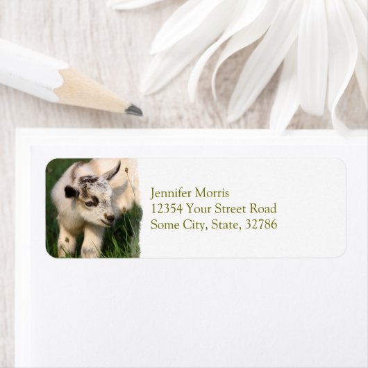 Niedliche Babyziege (Insitu)