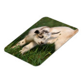 Niedliche Babyziege Magnet (Linke Seite)