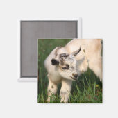 Niedliche Babyziege Magnet (Vorderseite/Rückseite)