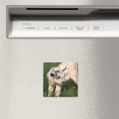 Niedliche Babyziege Magnet (In Situ (Geschirrspüler))