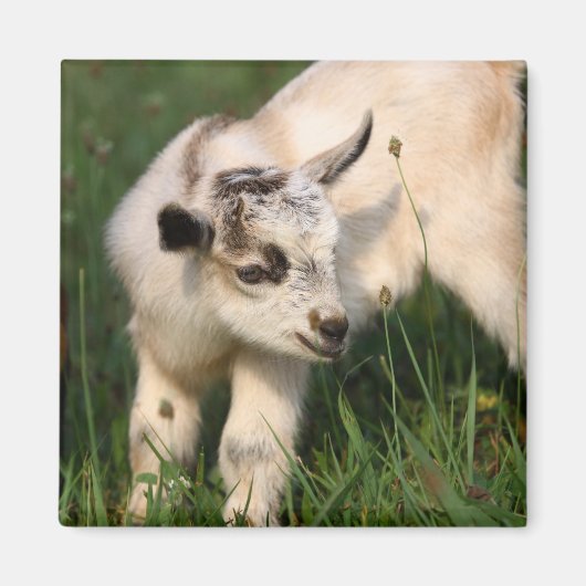 Niedliche Babyziege Magnet (Vorne)