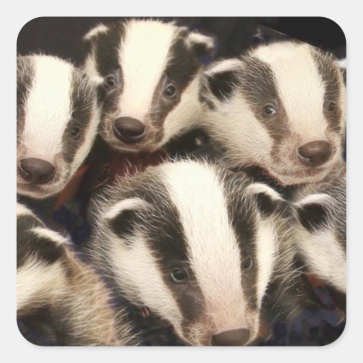 Niedliche Badger Cubs Quadratischer Aufkleber (Vorderseite)
