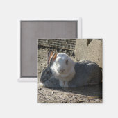 niedliche Banden Magnet (Vorderseite/Rückseite)