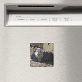 niedliche Banden Magnet (In Situ (Geschirrspüler))