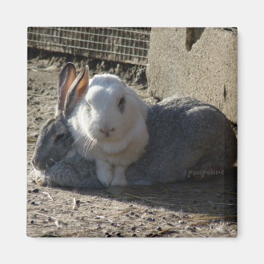 niedliche Banden Magnet (Vorne)