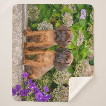 Niedliche bayerische Berghütten Welpen mit Blume