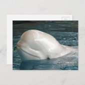 Niedliche Beluga-Wal-Sticks aus dem Pool Postkarte (Vorne/Hinten)