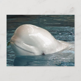 Niedliche Beluga-Wal-Sticks aus dem Pool Postkarte
