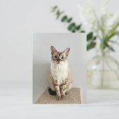 Niedliche Bengalische Postkarte (Stehend Vorderseite)