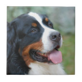 Niedliche Bernese Fliese (Vorderseite)