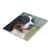 Niedliche Bernese Fliese (Seite)