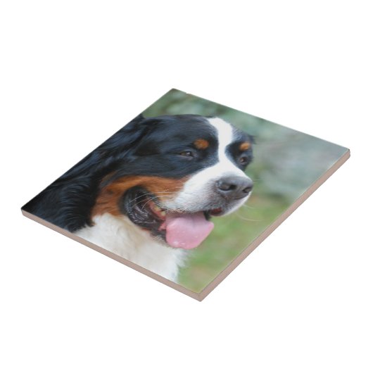 Niedliche Bernese Fliese (Seite)