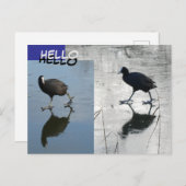 Niedliche Beulen auf Eiskruste. HELLO Postcard Postkarte (Vorne/Hinten)