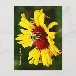Niedliche Bienen-Erholungen auf hellgelber Wildblu Postkarte