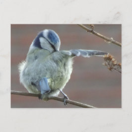 Niedliche Bird DIY Postkarte