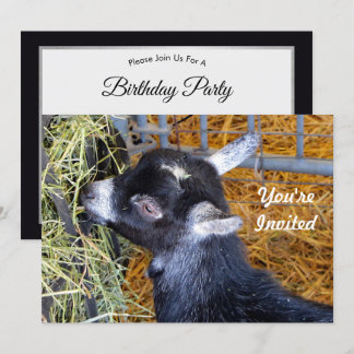 Niedliche Black Baby Goat Eating Hay Foto Geburtst Einladung