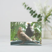 Niedliche Blackbirds Pair DIY Postkarte (Stehend Vorderseite)