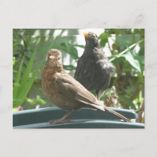 Niedliche Blackbirds Pair DIY Postkarte (Vorderseite)