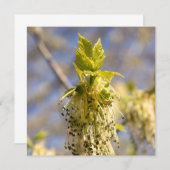 Niedliche Blätter im Frühling Foto (Vorne/Hinten)