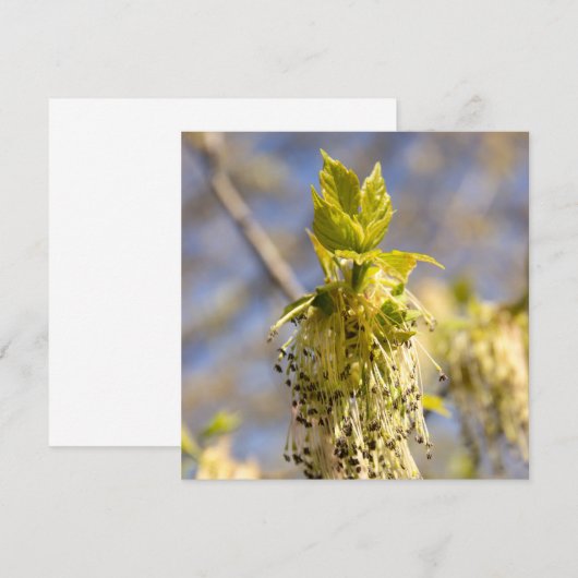 Niedliche Blätter im Frühling Foto (Vorne/Hinten)