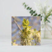 Niedliche Blätter im Frühling Foto (Stehend Vorderseite)