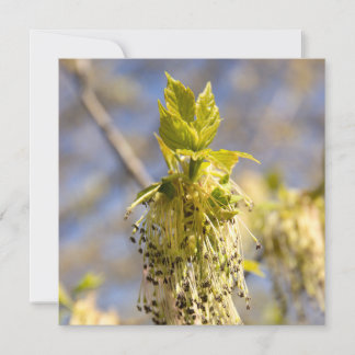 Niedliche Blätter im Frühling Foto